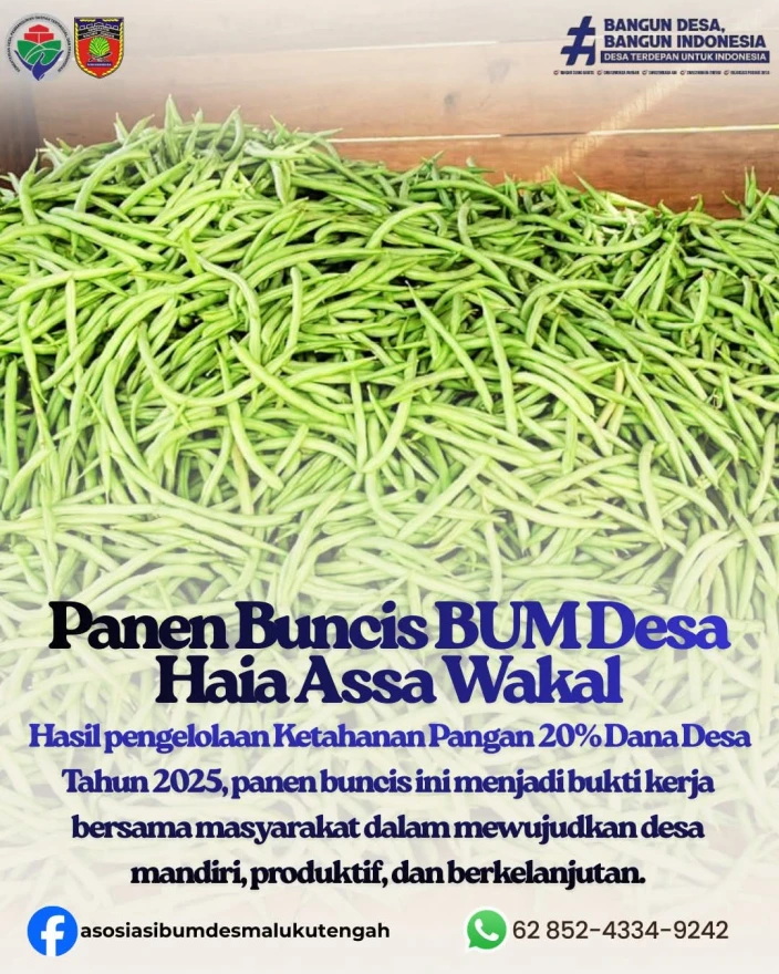 PANEN PERDANA BUNCIS, KETAHANAN PANGAN BUMDES HALA ASA NEGERI WAKAL